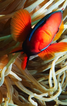 Clown Fish